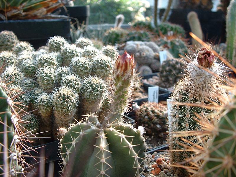 Echinocereus subinermis.JPG